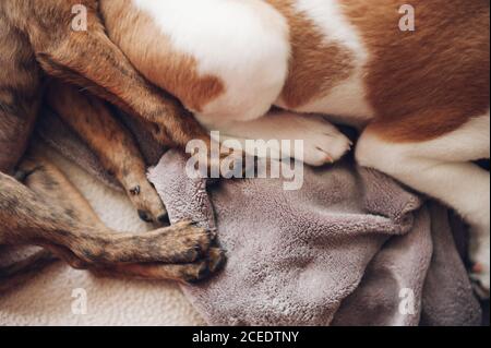 sabots de deux magnifiques chiots dormant Banque D'Images