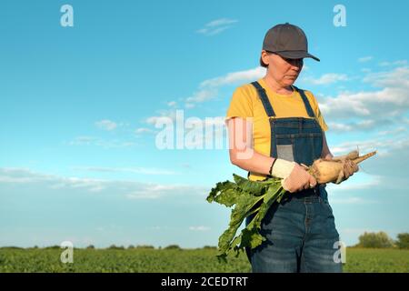 Agricultrice posant dans le champ de betterave à sucre, culture de Beta vulgaris Banque D'Images