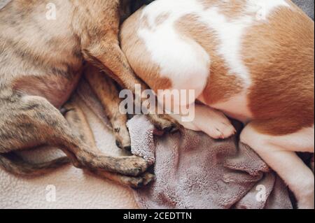 sabots de deux magnifiques chiots dormant Banque D'Images