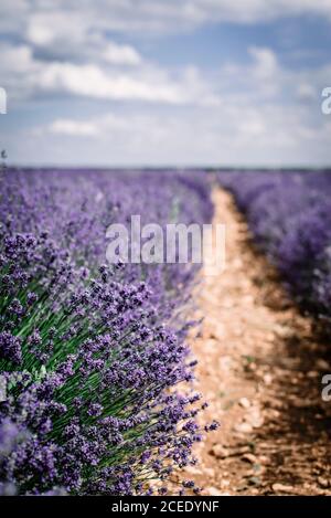 Gros plan de belle fleur de brousse avec de jolies fleurs violettes le jour nuageux dans le champ Banque D'Images