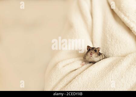 Adorable petit hamster assis dans une couverture blanche douce à la maison Banque D'Images