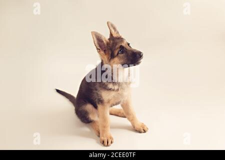 Mignon chiot d'étonnant berger allemand assis Banque D'Images