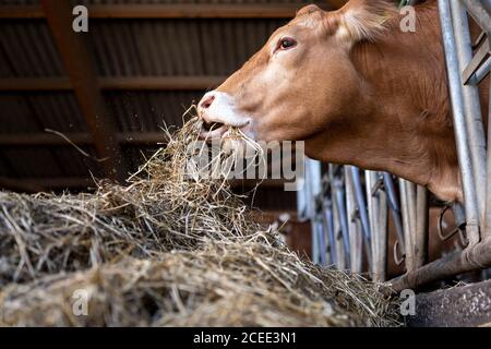 Willich, Allemagne. 1er septembre 2020. Une vache mange 'Stautenhof' dans sa grange sur la ferme biologique. Le ministre de l'Agriculture de la Rhénanie-du-Nord-Westphalie Heinen-Esser a visité la ferme biologique. Credit: Marius Becker/dpa/Alay Live News Banque D'Images