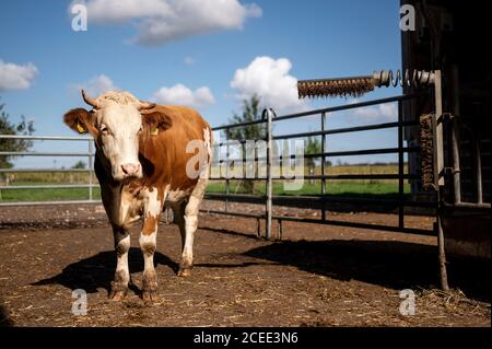 Willich, Allemagne. 1er septembre 2020. Une vache se trouve dans la cour d'exercice de la ferme biologique 'Stautenhof'. Le ministre de l'Agriculture de la Rhénanie-du-Nord-Westphalie Heinen-Esser a visité la ferme biologique. Credit: Marius Becker/dpa/Alay Live News Banque D'Images