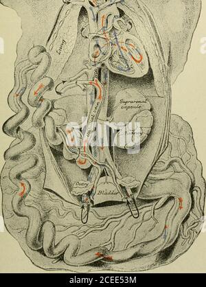 . Livre de texte sur l'anatomie et la physiologie pour les infirmières. - X. Figure 142.—la circulation fœtale (Morris). 192 ANATOMIE ET PHYSIOLOGIE POUR LES INFIRMIÈRES. Le placenta.—le placenta est formé dans une partie de la membrane linmagmembrane de l'utérus, par un arrangement complexe des uterinevessels de la mère avec les vaisseaux ombilicaux du foetus. Il ishere que les artères ombilicales venant du foetus, fin; et la veine ombilicale allant au foetus, se pose. Ici aussi l'inter-changement des gaz et des déchets et de la matière nutritive entre le sang foetal et maternel, est porté sur. Le cordon ombilical relie le placent Banque D'Images