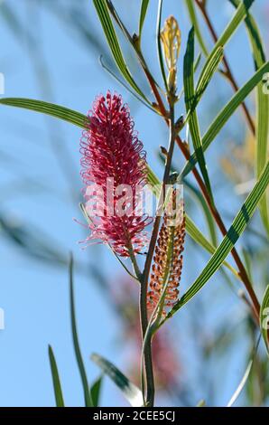 Fleurs roses de la montagne Hakea, Hakea grammatophylla, famille des Proteaceae. Endémique à la chaîne des Macdonnell, territoire du Nord Banque D'Images