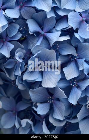 Fond floral naturel de fleurs bleues d'Hydrangea macrophylla, hortensia bigleaf Banque D'Images