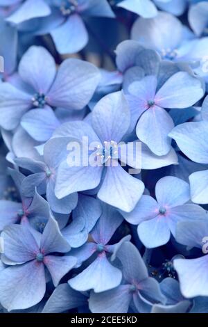 Fond floral naturel de fleurs bleues d'Hydrangea macrophylla, hortensia bigleaf Banque D'Images