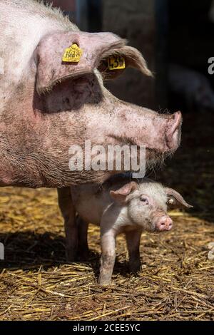 Willich, Allemagne. 1er septembre 2020. Un porcelet se tient dans la course du porcely sur la ferme biologique 'Stautenhof' sous le museau d'un cochon. Le ministre de l'Agriculture de la Rhénanie-du-Nord-Westphalie Heinen-Esser a visité la ferme biologique. Credit: Marius Becker/dpa/Alay Live News Banque D'Images