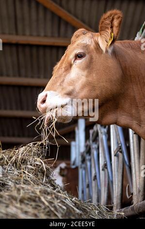 Willich, Allemagne. 1er septembre 2020. Une vache mange 'Stautenhof' dans sa grange sur la ferme biologique. Le ministre de l'Agriculture du NRW, Heinen-Esser, a visité la ferme biologique. Credit: Marius Becker/dpa/Alay Live News Banque D'Images