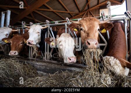 Willich, Allemagne. 1er septembre 2020. Les vaches mangent dans leur grange sur la ferme biologique 'Stautenhof'. Le ministre de l'Agriculture de la Rhénanie-du-Nord-Westphalie Heinen-Esser a visité la ferme biologique. Credit: Marius Becker/dpa/Alay Live News Banque D'Images