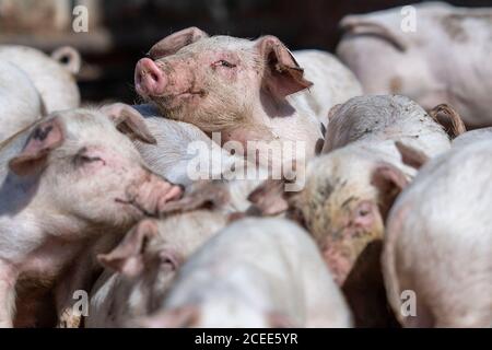 Willich, Allemagne. 1er septembre 2020. Les porcelets jouent dans la course des porcelets sur la ferme biologique 'Stautenhof'. Le ministre de l'Agriculture de la Rhénanie-du-Nord-Westphalie Heinen-Esser a visité la ferme biologique. Credit: Marius Becker/dpa/Alay Live News Banque D'Images