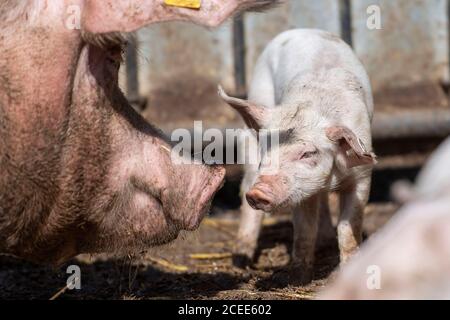 Willich, Allemagne. 1er septembre 2020. Un porcelet se trouve à côté de sa mère dans la porcherie de la ferme biologique 'Stautenhof'. Le ministre de l'Agriculture de la Rhénanie-du-Nord-Westphalie Heinen-Esser a visité la ferme biologique. Credit: Marius Becker/dpa/Alay Live News Banque D'Images