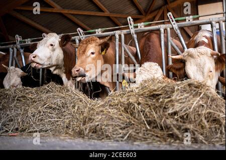 Willich, Allemagne. 1er septembre 2020. Les vaches mangent dans leur grange sur la ferme biologique 'Stautenhof'. Le ministre de l'Agriculture de la Rhénanie-du-Nord-Westphalie Heinen-Esser a visité la ferme biologique. Credit: Marius Becker/dpa/Alay Live News Banque D'Images