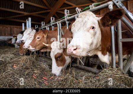 Willich, Allemagne. 1er septembre 2020. Les vaches mangent dans leur grange sur la ferme biologique 'Stautenhof'. Le ministre de l'Agriculture de la Rhénanie-du-Nord-Westphalie Heinen-Esser a visité la ferme biologique. Credit: Marius Becker/dpa/Alay Live News Banque D'Images