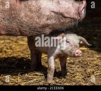 Willich, Allemagne. 1er septembre 2020. Un porcelet se tient dans la course du porcely sur la ferme biologique 'Stautenhof' sous le museau d'un cochon. Le ministre de l'Agriculture de la Rhénanie-du-Nord-Westphalie Heinen-Esser a visité la ferme biologique. Credit: Marius Becker/dpa/Alay Live News Banque D'Images