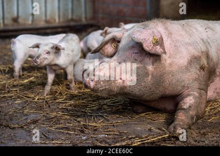 Willich, Allemagne. 1er septembre 2020. Un cochon se trouve avec ses porcelets dans le domaine de la porcherie biologique 'Stautenhof'. Le ministre de l'Agriculture de la Rhénanie-du-Nord-Westphalie Heinen-Esser a visité la ferme biologique. Credit: Marius Becker/dpa/Alay Live News Banque D'Images