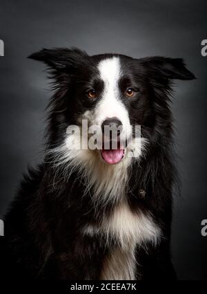 Border Collie duveteux merveilleux appareil photo à regarder tout en étant assis sur fond gris Banque D'Images