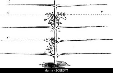 . La théorie et la pratique de l'horticulture; ou, une tentative d'expliquer les opérations principales du jardinage pour des raisons physiologiques. n ordre de produire cette régularité. Au contraire, ils ont été plantés lorsqu'ils étaient grands et irrégulièrement cultivés, ayant dans certains endroits une redondance, dans d'autres une déficience, de branches. Divers moyens sont souvent résordto en vue de fournir des branches là où désiré; comme notchingbuding, ou le côté-greffant la tige; mais ici le desiderata wereobtamed en marching les extrémités de frowing des pousses adjacentes aux parties de la tige où les horizontals devraient proce Banque D'Images