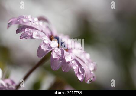 Macro fleur violette avec rosée Banque D'Images