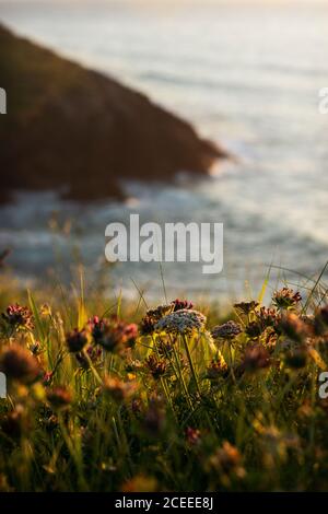 Paysage d'un champ fleuri sur le sommet d'une colline, et une falaise sur le fond avec un beau coucher de soleil Banque D'Images