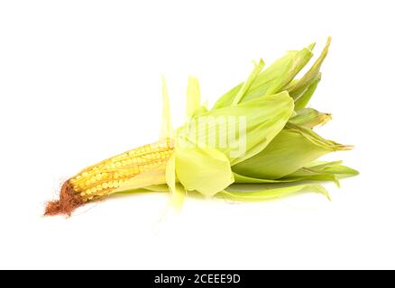 Agriculture de Gran Canaria - oreille de jeune maïs sucré isolée sur fond blanc Banque D'Images