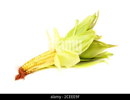 Agriculture de Gran Canaria - oreille de jeune maïs sucré isolée sur fond blanc Banque D'Images