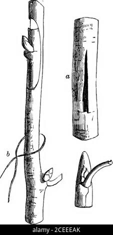 . La théorie et la pratique de l'horticulture; ou, une tentative d'expliquer les opérations principales du jardinage sur des motifs physiologiques. Ove il, nous pressez le bouclier entre les doigts, et avec ajerk le détacher de sa position avec le petit grogningpoint charnel; si, par hasard, ce dernier est meurtri ou reste attaché au théalburnum, le bouclier doit être détruit et remplacé par un autre. Pour éviter ce désagrément, nous utilisons un fil fin, comme indiqué à b, qui, en tirant les deux extrémités, est fait pour glisser le long de l'alburnum, easilydétachant le bouclier avec le point de croissance qui y adhère. Inve Banque D'Images