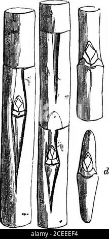 . La théorie et la pratique de l'horticulture; ou, une tentative d'expliquer les opérations principales du jardinage pour des raisons physiologiques. ensuite, à l'aide du pouce de la main droite et de la lame du couteau à greffe, placé dans la même main, nous pouvons déposer le holdde l'alburnum et l'enlever; mais l'enlèvement ne doit pas dépasser le point de croissance, qui doit être préservé entier. Si besoin de la pratique le patch de l'alburnum est trop épais (et ce que nous savons toujours être le cas quand il apporte l'oeil avec lui), wemust mince le tout afin qu'il puisse se séparer sans te Banque D'Images