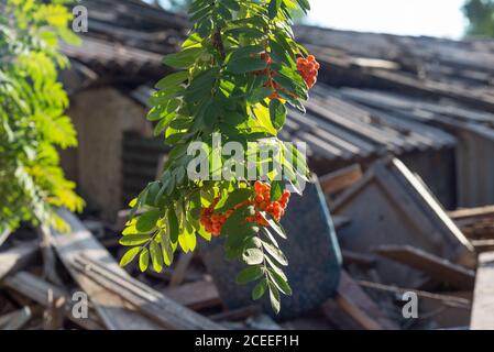 baies rowan rouges, sur le fond d'une ancienne grange Banque D'Images