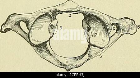 . Livre de texte sur l'anatomie et la physiologie pour les infirmières. Pédicule Fig. 31.—Vertebea cervical, montrant le processus de Bifid Spiny.—(Morris.). Figure 32.—Atlas, surface supérieure.I, tubercule de l'arche antérieure; 2,facette articulaire pour l'axe du processus odontoïde; 3, arche postérieure et postériortubercule; 4, rainure pour l'artéryet le premier nerf cervical vertébral; 5, processus transverséculaire; 6, foramen transversal; 7,processus articulaire supérieur; 8, tubercules pour l'attachement des ligaments vertébraux— Dictionnaire transverse. Banque D'Images