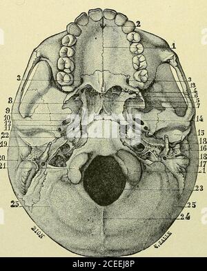 . Livre de texte sur l'anatomie et la physiologie pour les infirmières. Figure 19.—le sommet et le côté du crâne.—(Gerrish.) En observant les illustrations, ou mieux, avec le crâne dans la main, l'étudiant peut tracer le frontal, deux pariétaux, et occipitalbones formant la voûte du crâne, ou le sommet; et au côté les parties squameuses et mastoïdes des os temporaux et la pointe de la grande aile du sphénoïde. 26 ANATOMIE ET PHYSIOLOGIE POUR LES INFIRMIÈRES. En retournant le crâne, observez la base. Dans la ligne du thémedien à l'arrière se trouve la partie basale de l'os occipital, avec le magnum du foramen et la condyle Banque D'Images