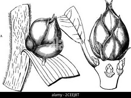 . La théorie et la pratique de l'horticulture; ou, une tentative d'expliquer les opérations principales du jardinage pour des raisons physiologiques. N'importe où sauf aux axils * des feuilles; mais parfois ils apparaissent d'autres parties, suchas la racine (voir page 31), les espaces de la tige qui lieentre les feuilles (les internoeuds), et même des leaveseux (voir page 33). Dans tous ces cas, ils sont termedadventitifs, en raison de l'incertitude de leur apparence.UN état très remarquable d'entre eux est l'embryon-btid, un nom appliqué aux kneurs, les kneurs, les nodules, ou les bétons durs, trouvés dans l'écorce o Banque D'Images