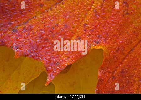 Gros plan d'une feuille d'érable rouge humide Banque D'Images