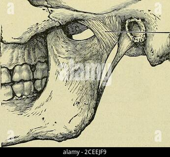 . Livre de texte sur l'anatomie et la physiologie pour les infirmières. Note chirurgicale, p. 258. Le ramus s'étend vers le haut du corps, et se termine en deux processus, dont l'un est le condyle; c'est ce condyle qui se whicharticule avec l'os temporal pour former l'articulation temporo-maxillaryaire. H ANATOMIE ET PHYSIOLOGIE POUR LES INFIRMIÈRES. Note clinique.—la dislocation de cette articulation se produit facilement si le themouth est ouvert trop largement. L'angle de la mâchoire ou de la mandibule est l'extrémité postérieure de la bordure inférieure. L'importance de l'angle diffère selon les personnes et les âges. ARTICULATIONS DE LA FACE. Les os du visage sont Banque D'Images