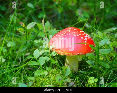 les champignons rouges volent agaric dans l'herbe de près Banque D'Images