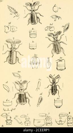 . Arcana entomologica, or, des illustrations d'insectes nouveaux, rares, et intéressants. Banque D'Images