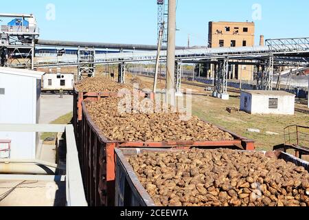 Wagons de fret avec betteraves à sucre sur le chemin de fer à l'usine de sucre de betterave. Déchargement de l'usine de betteraves à sucre pour la production de sucre, transport de sucre b Banque D'Images