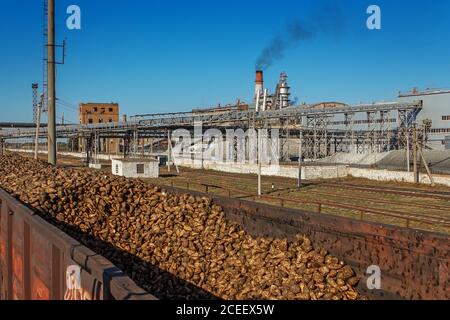 Wagons de fret avec betteraves à sucre sur le chemin de fer à l'usine de sucre de betterave. Déchargement de l'usine de betteraves à sucre pour la production de sucre, transport de sucre b Banque D'Images
