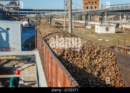Wagons de fret avec betteraves à sucre sur le chemin de fer à l'usine de sucre de betterave. Déchargement de l'usine de betteraves à sucre pour la production de sucre, transport de sucre b Banque D'Images