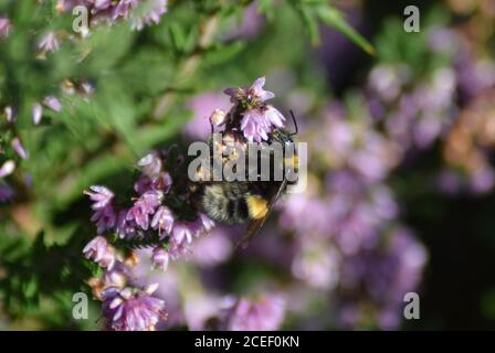 Bumblebee sur la bruyère Banque D'Images