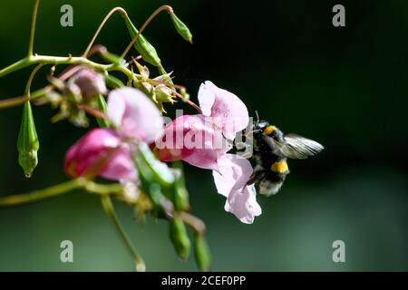 Langenargen, Allemagne. 1er septembre 2020. Un bourdon vole vers la fleur d'un baumier glandulaire (Impatiens glandulifera), qui se trouve dans une réserve naturelle sur le lac de Constance. Credit: Felix Kästle/dpa/Alay Live News Banque D'Images