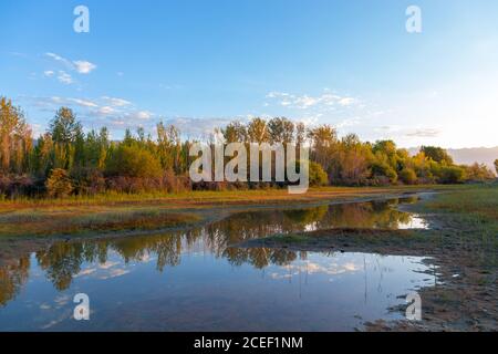 Envahis par l'eau dans le marais. Marais de la forêt Banque D'Images