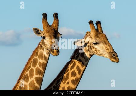 Deux girafes mâles au coucher du soleil dans le parc national Kruger, en Afrique du Sud Banque D'Images
