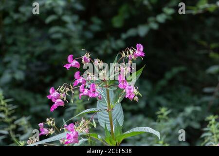 Gros plan de Balsam himalayan, aussi appelé Impatiens glandulifera ou springkraut Banque D'Images