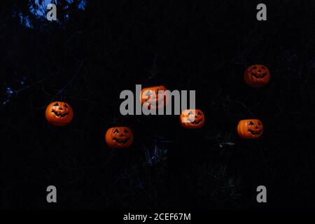 Citrouilles d'Halloween dans la forêt Banque D'Images