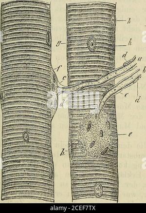 . Handel mit und vermittlung. Wollen wir das Spiel einer Maschine, eines Mecha-nismus verstehen, so müssen wir ihren Bau, die gegen-seitige Lagerung der einzelnen Bestandtheile kennen.in unserm Falle kann uns nur die mikroskopischechung Untersuchschung. Verfolgen wir denNerven innerhalb des Muskels, so sehen wir, wie dieeinzelnen Fasern, welche in einem Bündel vereinigteintreten, sich trennen und zwischen den Muskelernfasverlaufend sich im ganzen Muskel ausbreiten. Sodannsieht man, wie einzelne Nervenfasern sich theilen, undes erklärt sich Banque D'Images