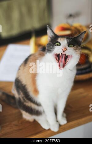 Un chat mignon qui se fixe à l'appareil photo et qui se méprise en étant assis table en bois à la maison Banque D'Images