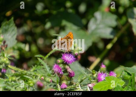 Papillon fritillaire lavé à l'argent (Argynnis paphia) assis sur un chardon Banque D'Images