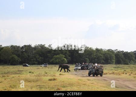 Balade à dos d'éléphant dans la nature Banque D'Images